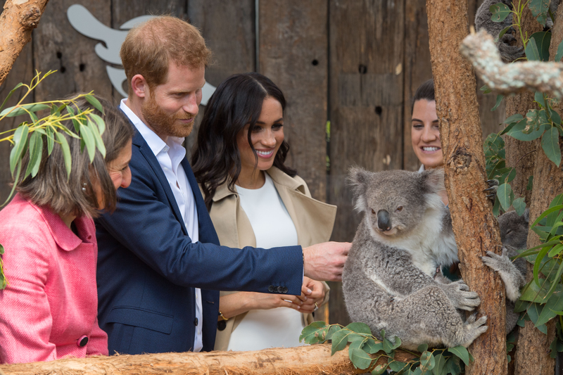 Illustration for article titled Pretty Sure This Koala Is an Anti-Monarchist
